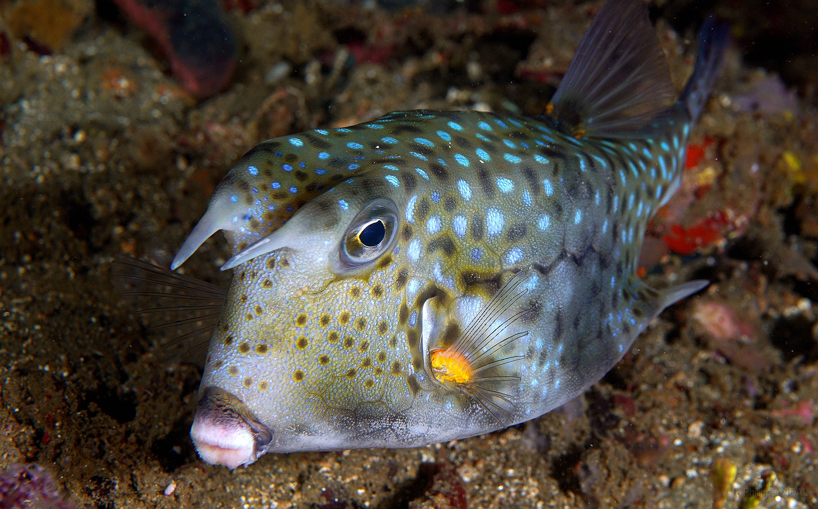 Banda Sea 2018 - DSC05595_rc - Longhorn cowfish - poisson vache a longues cornes - Lactoria cornuta.jpg